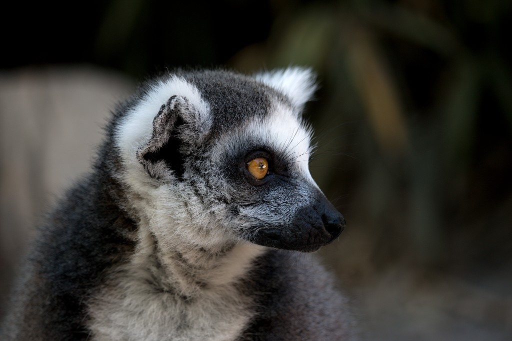 zoogdieren hdr natuur huisdieren zoogdier huisdier mammalia natuurmonumenten staatsbosbeheer zoo dierentuin